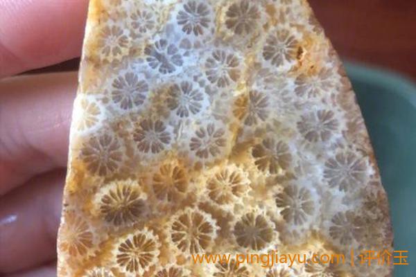珊瑚玉收藏的历史和背景