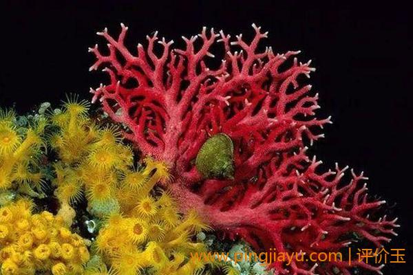 珊瑚的特点