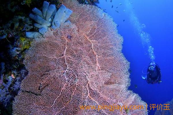 珊瑚对海洋生态系统的贡献