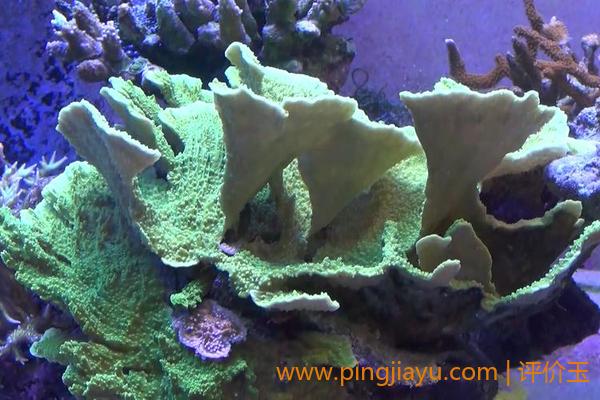 保护珊瑚礁