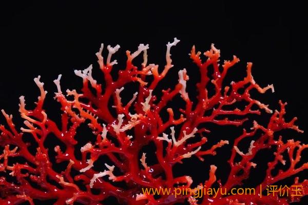 珊瑚红色的含义