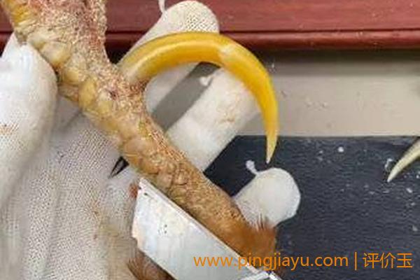 文玩鸡蹬子的价值